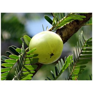 amla_fruit_best_way_to_boost_your_immune_system.jpg
