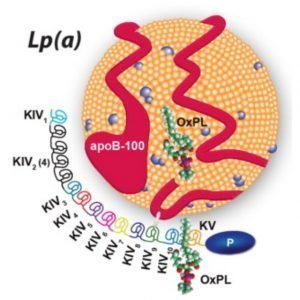 Structure of lipoprotein(a)