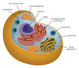 Image-of-a-cell-diagram-of-the-human-body.png