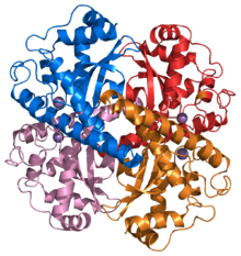 Structure of a human Mn superoxide dismutase 2 tetramer