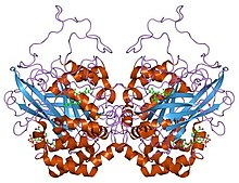 image of antioxidant catalase