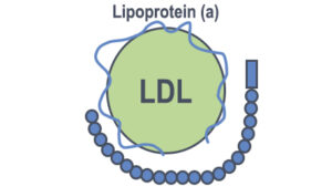 image of lipoprotein(a)