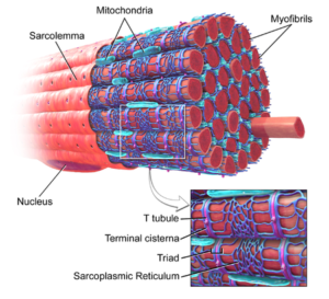 muscle fibre cells