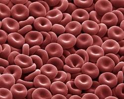 image of red blood cell
