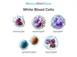 image of white blood cells